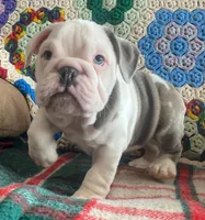 Wow amazing, a male English Bulldog for sale in Minerva, OH – Photo 6 of 9