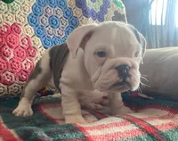 Wow amazing, a male English Bulldog for sale in Minerva, OH – Photo 7 of 9