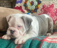 Wow amazing, a male English Bulldog for sale in Minerva, OH – Photo 9 of 9