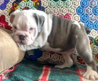 Wow amazing, a male English Bulldog for sale in Minerva, OH – Photo 3 of 9