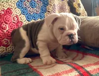 Wow amazing, a male English Bulldog for sale in Minerva, OH – Photo 2 of 9