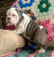 Wow amazing, a male English Bulldog for sale in Minerva, OH – Photo 5 of 9