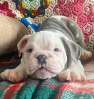 Wow amazing, a male English Bulldog for sale in Minerva, OH – Photo 8 of 9
