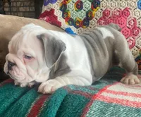 Wow amazing, a male English Bulldog for sale in Minerva, OH – Photo 4 of 9