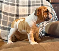 Carlos, a male English Bulldog for sale in Minerva, OH – 4 of 9