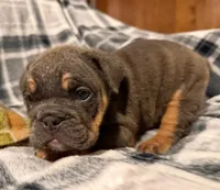 Jetta, a female English Bulldog for sale in Minerva, OH – 8 of 10
