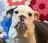 Cinderella, a female English Bulldog for sale in Minerva, OH – 2 of 8