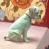 WOW TITAN, a male Boxer for sale in Minerva, OH – Photo 4 of 9