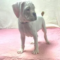 WOW TITAN, a male Boxer for sale in Minerva, OH – Photo 8 of 9