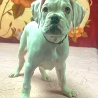 WOW TITAN, a male Boxer for sale in Minerva, OH – Photo 3 of 9