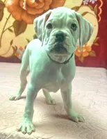 WOW TITAN, a male Boxer for sale in Minerva, OH – Photo 3 of 8