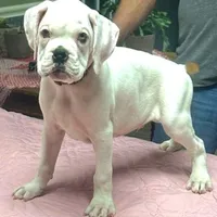 WOW TITAN, a male Boxer for sale in Minerva, OH – Photo 1 of 9
