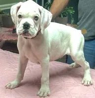 WOW TITAN, a male Boxer for sale in Minerva, OH – Photo 1 of 8