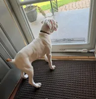 WOW TITAN, a male Boxer for sale in Minerva, OH – Photo 9 of 9