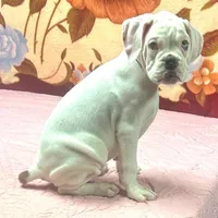 WOW TITAN, a male Boxer for sale in Minerva, OH – Photo 6 of 9