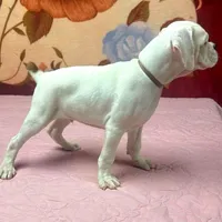 WOW TITAN, a male Boxer for sale in Minerva, OH – Photo 2 of 9