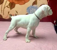 WOW TITAN, a male Boxer for sale in Minerva, OH – Photo 2 of 8