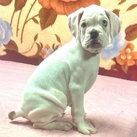 WOW TITAN, a male Boxer for sale in Minerva, OH – Photo 5 of 9