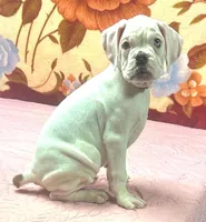 WOW TITAN, a male Boxer for sale in Minerva, OH – Photo 5 of 8