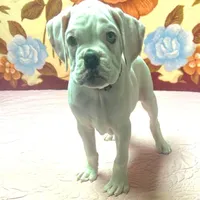 WOW TITAN, a male Boxer for sale in Minerva, OH – Photo 7 of 9