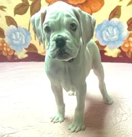 WOW TITAN, a male Boxer for sale in Minerva, OH – Photo 7 of 8