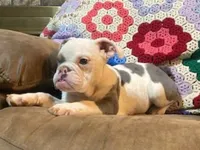 Big Al, a male English Bulldog for sale in Minerva, OH – 3 of 7