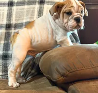 PORK CHOP, a male English Bulldog for sale in Minerva, OH – 8 of 10
