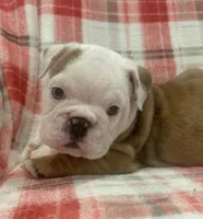 Nugget, a female English Bulldog for sale in Minerva, OH – 5 of 7