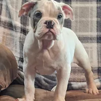 LILY, a female English Bulldog for sale in Minerva, OH – 4 of 7