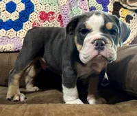 REBEL, a male English Bulldog for sale in Minerva, OH – 5 of 10