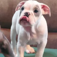 LILY, a female English Bulldog for sale in Minerva, OH – 7 of 7