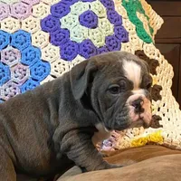 WOW Chloe, a female English Bulldog for sale in Minerva, OH – Photo 4 of 9