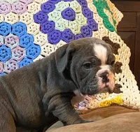 Chloe, a female English Bulldog for sale in Minerva, OH – Photo 1 of 9
