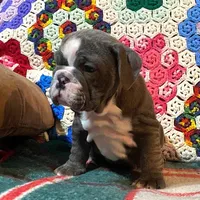 WOW Chloe, a female English Bulldog for sale in Minerva, OH – Photo 5 of 9