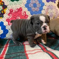 WOW Chloe, a female English Bulldog for sale in Minerva, OH – Photo 3 of 9