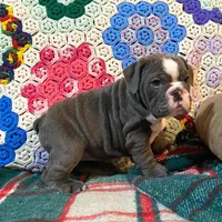 WOW Chloe, a female English Bulldog for sale in Minerva, OH – Photo 8 of 9
