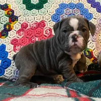 WOW Chloe, a female English Bulldog for sale in Minerva, OH – Photo 9 of 9
