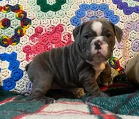 Chloe, a female English Bulldog for sale in Minerva, OH – Photo 9 of 9