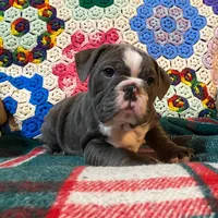 WOW Chloe, a female English Bulldog for sale in Minerva, OH – Photo 7 of 9