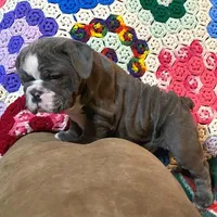 WOW Chloe, a female English Bulldog for sale in Minerva, OH – Photo 2 of 9