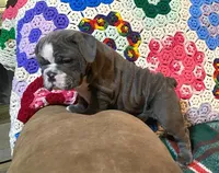 Chloe, a female English Bulldog for sale in Minerva, OH – Photo 5 of 9