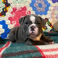 WOW Chloe, a female English Bulldog for sale in Minerva, OH – Photo 1 of 9
