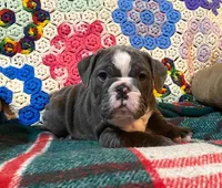 Chloe, a female English Bulldog for sale in Minerva, OH – Photo 7 of 9