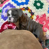 WOW Chloe, a female English Bulldog for sale in Minerva, OH – Photo 6 of 9