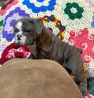 Chloe, a female English Bulldog for sale in Minerva, OH – Photo 3 of 9