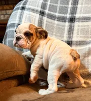 Caroline WOW, a female English Bulldog for sale in Minerva, OH – 5 of 10