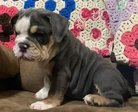 REBEL, a male English Bulldog for sale in Minerva, OH – 3 of 10