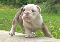 Sandy, a female English Bulldog for sale in Minerva, OH – 5 of 7