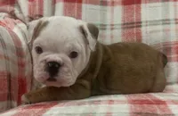 Nugget, a female English Bulldog for sale in Minerva, OH – 6 of 7