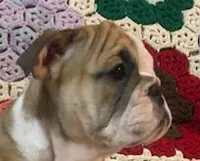 Beatrice, a female English Bulldog for sale in Minerva, OH – 4 of 7